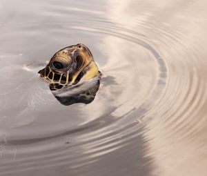 Preview wallpaper turtles, head, water, surface, wheels