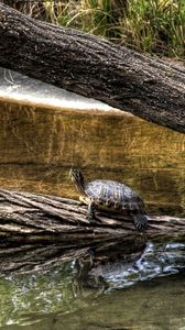 Preview wallpaper turtles, nature, crawling, shell, river, tree