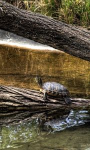 Preview wallpaper turtles, nature, crawling, shell, river, tree