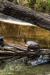 Preview wallpaper turtles, nature, crawling, shell, river, tree