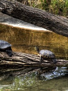 Preview wallpaper turtles, nature, crawling, shell, river, tree