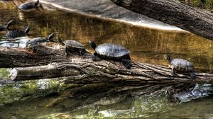 Preview wallpaper turtles, nature, crawling, shell, river, tree