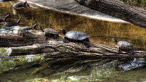 Preview wallpaper turtles, nature, crawling, shell, river, tree