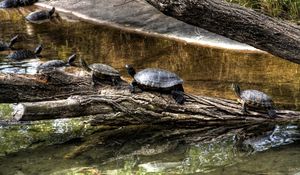 Preview wallpaper turtles, nature, crawling, shell, river, tree