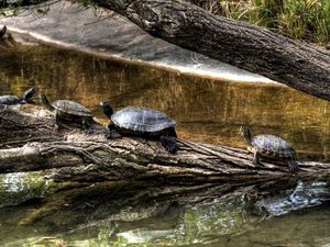 Preview wallpaper turtles, nature, crawling, shell, river, tree