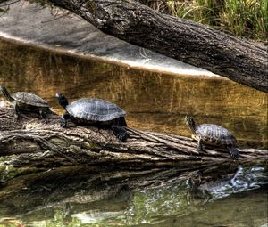 Preview wallpaper turtles, nature, crawling, shell, river, tree