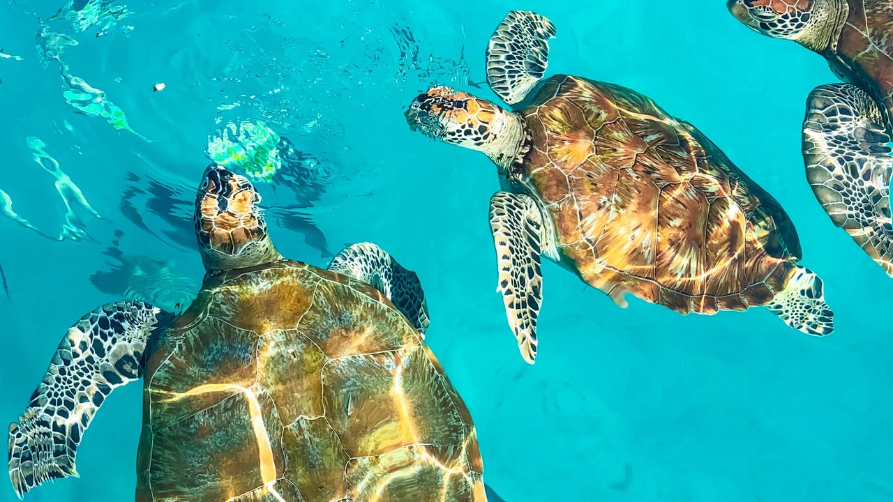 Wallpaper turtles, shell, water, waves