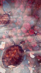 Preview wallpaper turtles, turtle, sea turtles, underwater world, wildlife