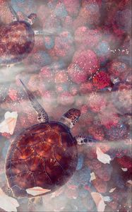 Preview wallpaper turtles, turtle, sea turtles, underwater world, wildlife