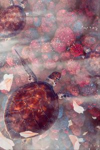 Preview wallpaper turtles, turtle, sea turtles, underwater world, wildlife