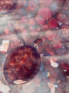 Preview wallpaper turtles, turtle, sea turtles, underwater world, wildlife