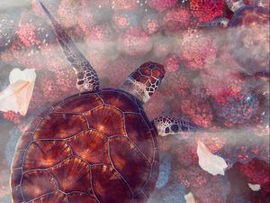 Preview wallpaper turtles, turtle, sea turtles, underwater world, wildlife