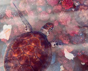 Preview wallpaper turtles, turtle, sea turtles, underwater world, wildlife