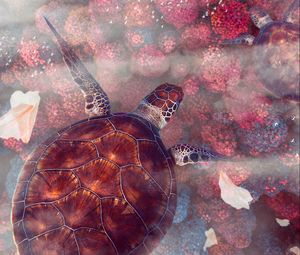 Preview wallpaper turtles, turtle, sea turtles, underwater world, wildlife