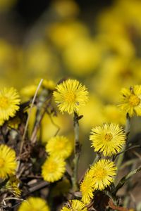 Preview wallpaper tussilago, flowers, plant, spring, yellow, macro