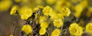 Preview wallpaper tussilago, flowers, plant, spring, yellow, macro