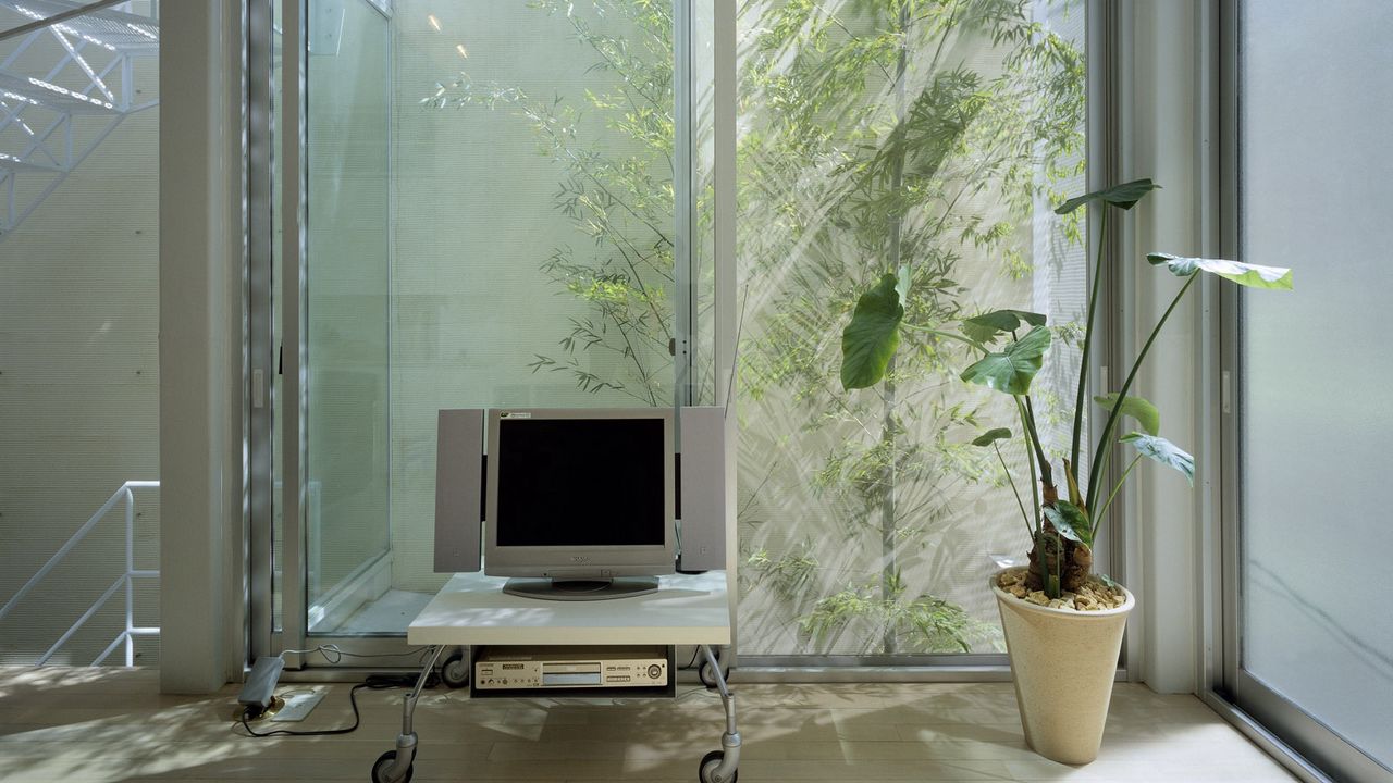Wallpaper tv, apparatus, appliances, flower, windows