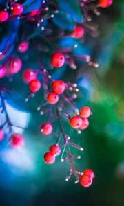 Preview wallpaper twig, berries, leaves, background