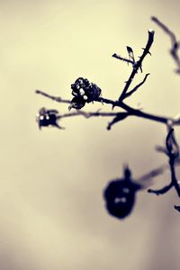 Preview wallpaper twig, blur, plant
