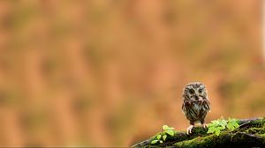 Preview wallpaper twig, moss, chick, bird, owl, owlet