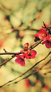 Preview wallpaper twigs, flowers, trees, flowering