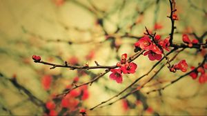 Preview wallpaper twigs, flowers, trees, flowering