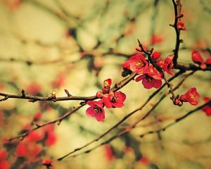 Preview wallpaper twigs, flowers, trees, flowering