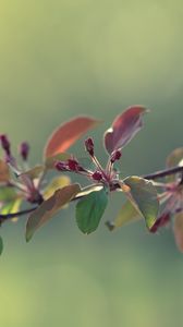 Preview wallpaper twigs, grass, apples, leaves, flowers