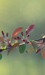 Preview wallpaper twigs, grass, apples, leaves, flowers