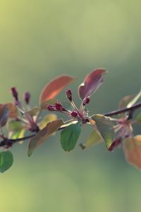 Preview wallpaper twigs, grass, apples, leaves, flowers