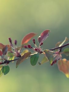 Preview wallpaper twigs, grass, apples, leaves, flowers