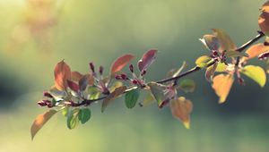 Preview wallpaper twigs, grass, apples, leaves, flowers