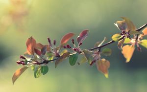 Preview wallpaper twigs, grass, apples, leaves, flowers