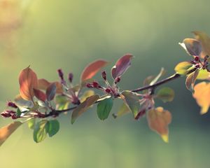 Preview wallpaper twigs, grass, apples, leaves, flowers