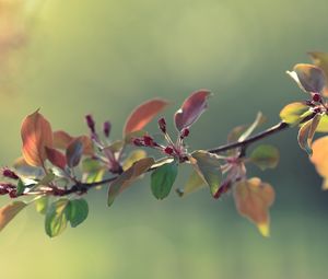 Preview wallpaper twigs, grass, apples, leaves, flowers