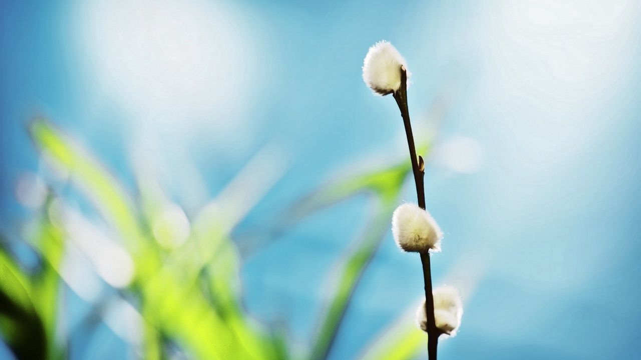 Wallpaper twigs, grass, background, blurred