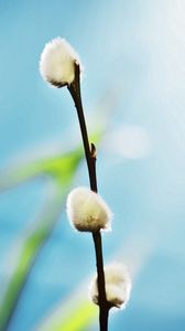 Preview wallpaper twigs, grass, background, blurred