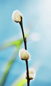 Preview wallpaper twigs, grass, background, blurred