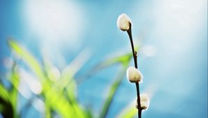 Preview wallpaper twigs, grass, background, blurred