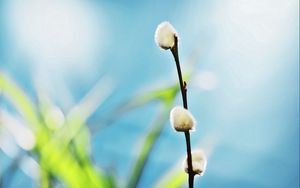 Preview wallpaper twigs, grass, background, blurred