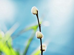 Preview wallpaper twigs, grass, background, blurred