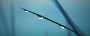 Preview wallpaper twigs, grass, background, blurred