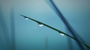 Preview wallpaper twigs, grass, background, blurred