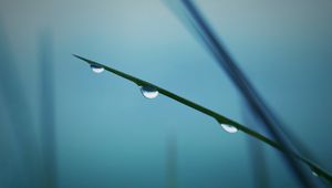 Preview wallpaper twigs, grass, background, blurred