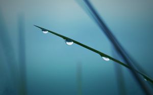 Preview wallpaper twigs, grass, background, blurred