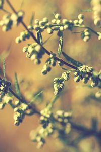 Preview wallpaper twigs, grass, leaves, herbs