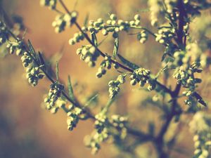 Preview wallpaper twigs, grass, leaves, herbs