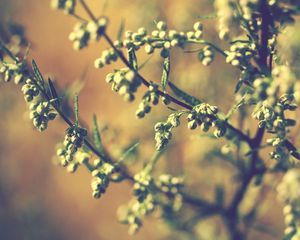 Preview wallpaper twigs, grass, leaves, herbs