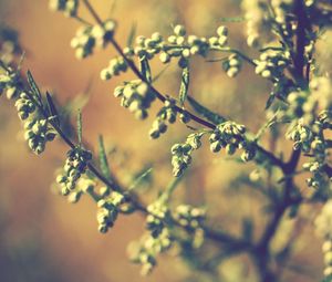 Preview wallpaper twigs, grass, leaves, herbs