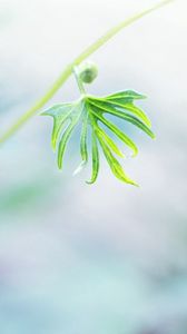 Preview wallpaper twigs, grass, nature, light, leaves